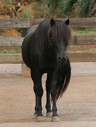 Image illustrative de l’article Monchina (cheval)