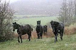 Photographie d'un groupe de chevaux noirs galopant vers le photographe, sous la pluie.