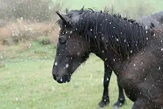 Tête d'un cheval noir sous la pluie
