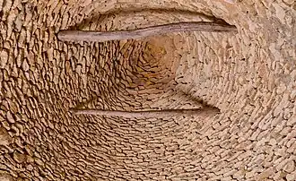 L'intrados d'une voûte d'encorbellement