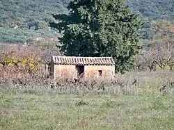  Dans le Vaucluse, vieux cabanon sous un chêne