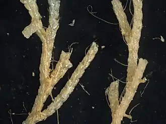 Description de l'image Caberea boryi (YPM IZ 088149).jpeg.