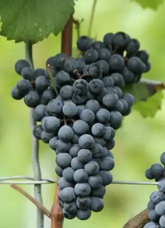 Cabernet mitos