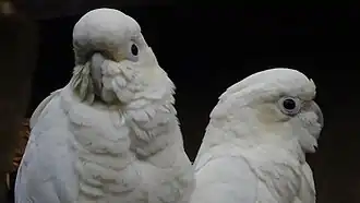 Couple, avec mâle au premier plan, à la Ménagerie du jardin des plantes