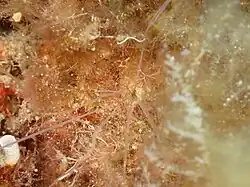 Caché dans un trou, seuls les tentacules sont visibles