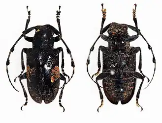 Description de cette image, également commentée ci-après