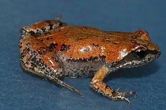 Description de l'image Cacosternum nanum.jpg.