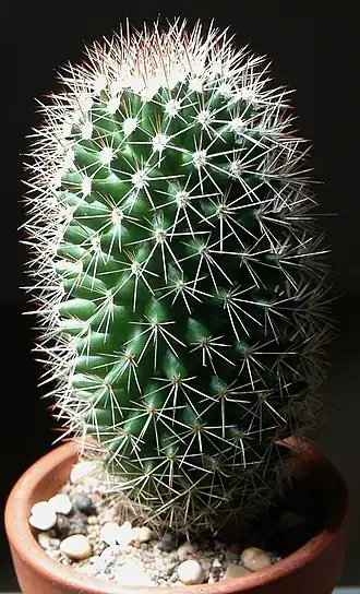 Description de l'image Cacti1003.jpg.