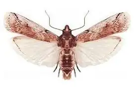 Cactoblastis cactorum