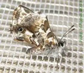 Description de cette image, également commentée ci-après