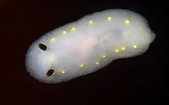 Cadlina flavomaculata