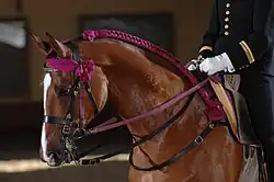 Photo de la tête d'un cheval bai équipé d'une bride complète en cuir noir et violet.