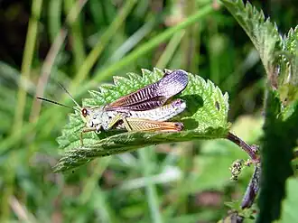 Description de cette image, également commentée ci-après