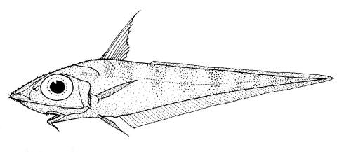 Coelorinchus bollonsi