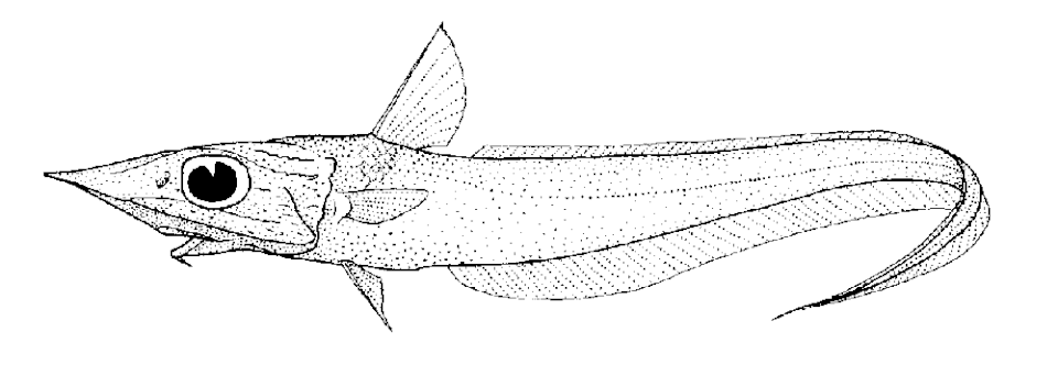 Coelorinchus kaiyomaru