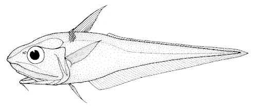 Coelorinchus matamua