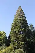 Le sequoiadendron giganteum.