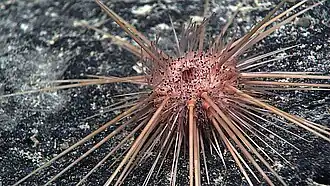 Caenopedina hawaiiensis, un Pedinoida