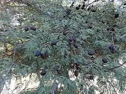 Libidibia paraguariensis