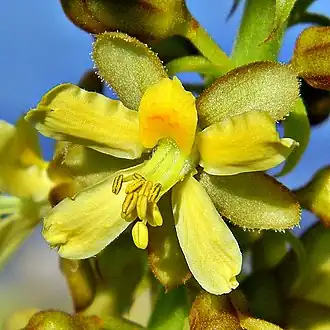 Description de l'image Caesalpinia bonduc (Gray Nicker Bean) (9757179076).jpg.