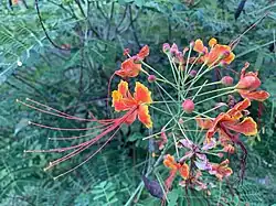 Caesalpinia pulcherrima ou Petit flamboyant.