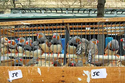 Vente d'oiseaux.