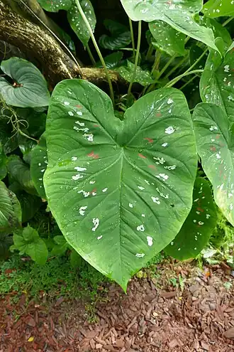 Description de l'image Caladium bicolor-Jardin des plantes de Nantes (1).jpg.