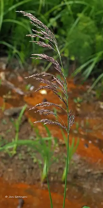 Description de l'image Calamagrostis purpurea flower (04).jpg.