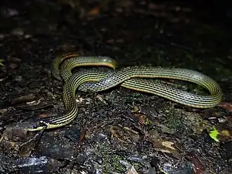 Description de l'image Calamaria griswoldi in Malaysia 460894884.jpg.