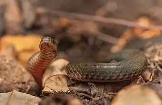 Description de l'image Calamaria septentrionalis in Hong Kong 173952163.jpg.