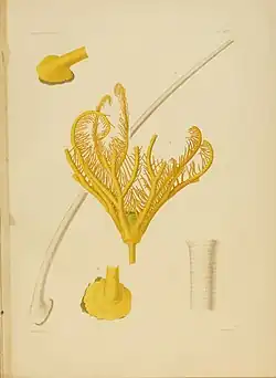 Calamocrinus diomedæ, un Hyocrinida