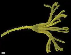 Calamocrinus diomedae.