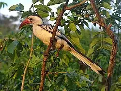 Calao à bec rouge (parc naturel de Tarangire, Tanzanie).