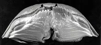 Description de l'image Calappa_calappa_front.jpg.