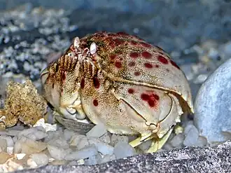 Calappa calappa (Calappidae)