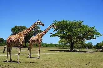 Girafes dans le Calauit Safari Park.