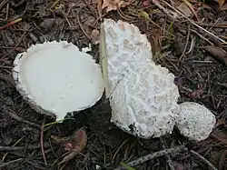 Calbovista subsculpta