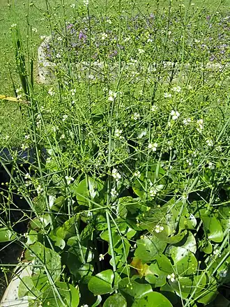 Description de cette image, également commentée ci-après