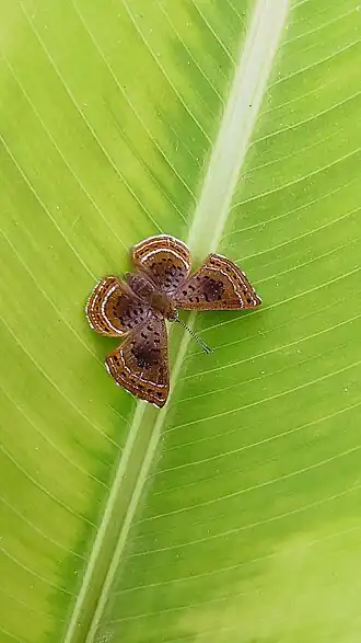 Description de l'image Calephelis brazilliensis in Caetité Bahia 3.jpg.