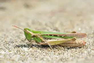 Description de cette image, également commentée ci-après