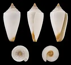 Sous-espèce aegrotus.