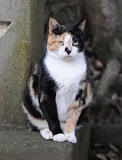 Image illustrative de l’article The Cat Who Went to Heaven