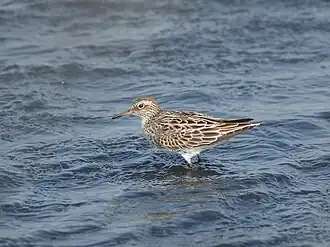 Description de l'image Calidris acuminata P4233992.jpg.