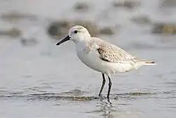 Bécasseau sanderling (Calidris alba)