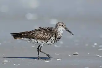 Photographie en couleurs d'un échassier au long bec acéré, aux plumes blanches et grises, ses pattes parcourant une étendue de sable gris.