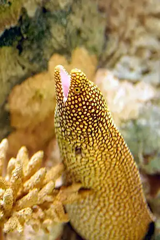 Murène de Californie (Gymnothorax mordax)