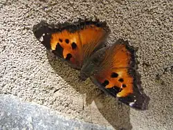 Nymphalis californica