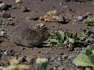 Description de l'image California Vole (Microtus californicus).jpg.