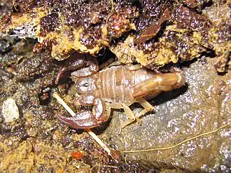 Description de l'image California common scorpion - Paruroctonus silvestrii - Flickr - GregTheBusker.jpg.