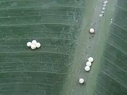 Œufs d'un papillon mexicain (Caligo eurilochus).